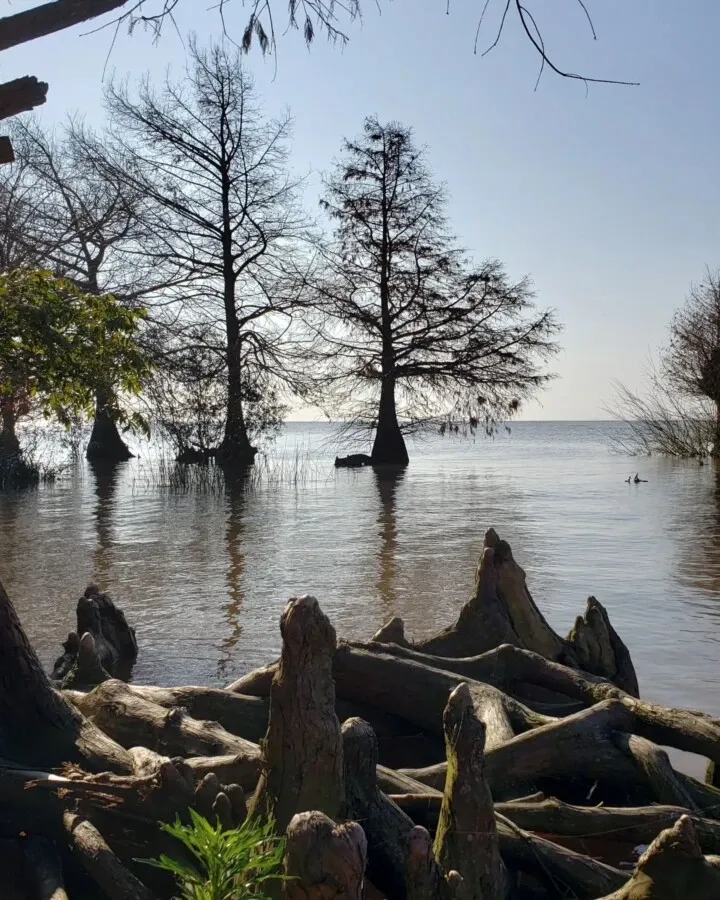 imagen_2024-06-18_123140487